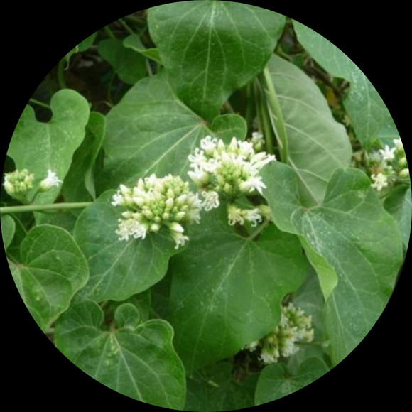 honeyvyne